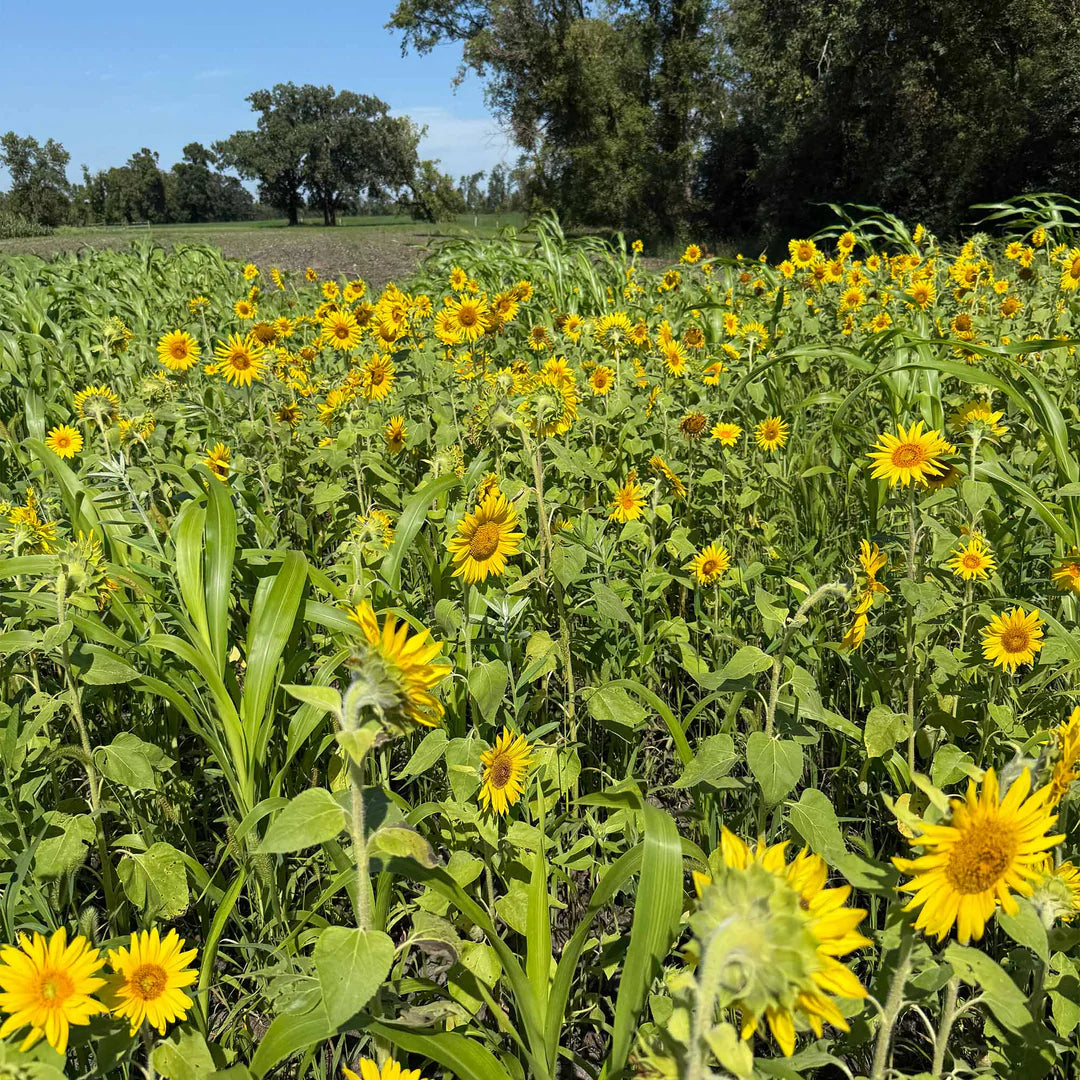 Peredovik Sunflower Seeds online shopping