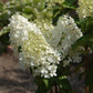 Hydrangea paniculata Phantom