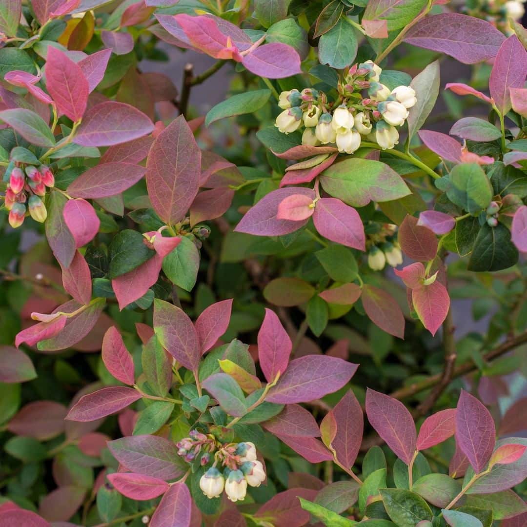 Vaccinium 'Pink Icing' Blueberry