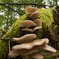 Italian Oyster Mushroom - Pleurote Italien