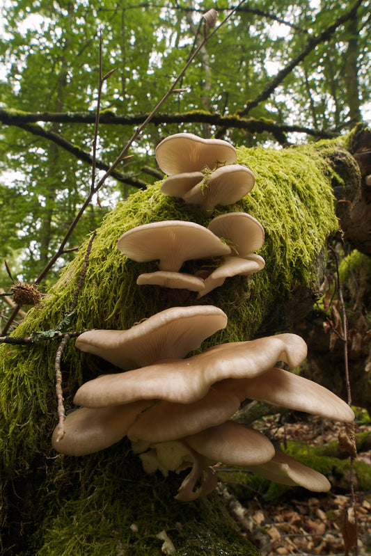 Italian Oyster Mushroom - Pleurote Italien