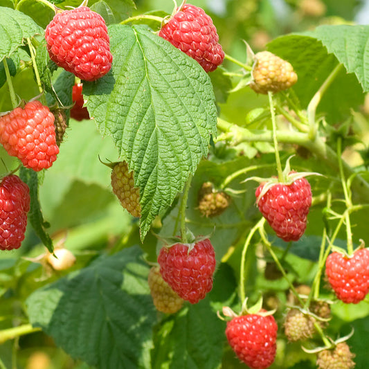 Polana Fall Fruiting Season Raspberry Plant Plants online shopping