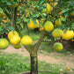Citrus Trees - Arbres d'Agrumes