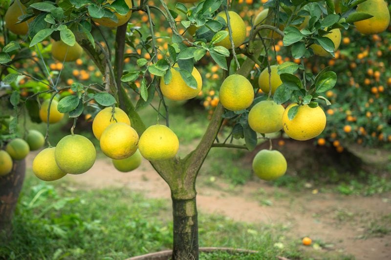 Citrus Trees - Arbres d'Agrumes