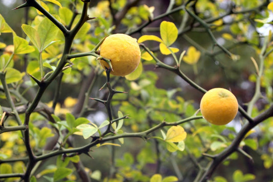 Flying Dragon Citrus Rootstock Seedling citrus plant material online shopping