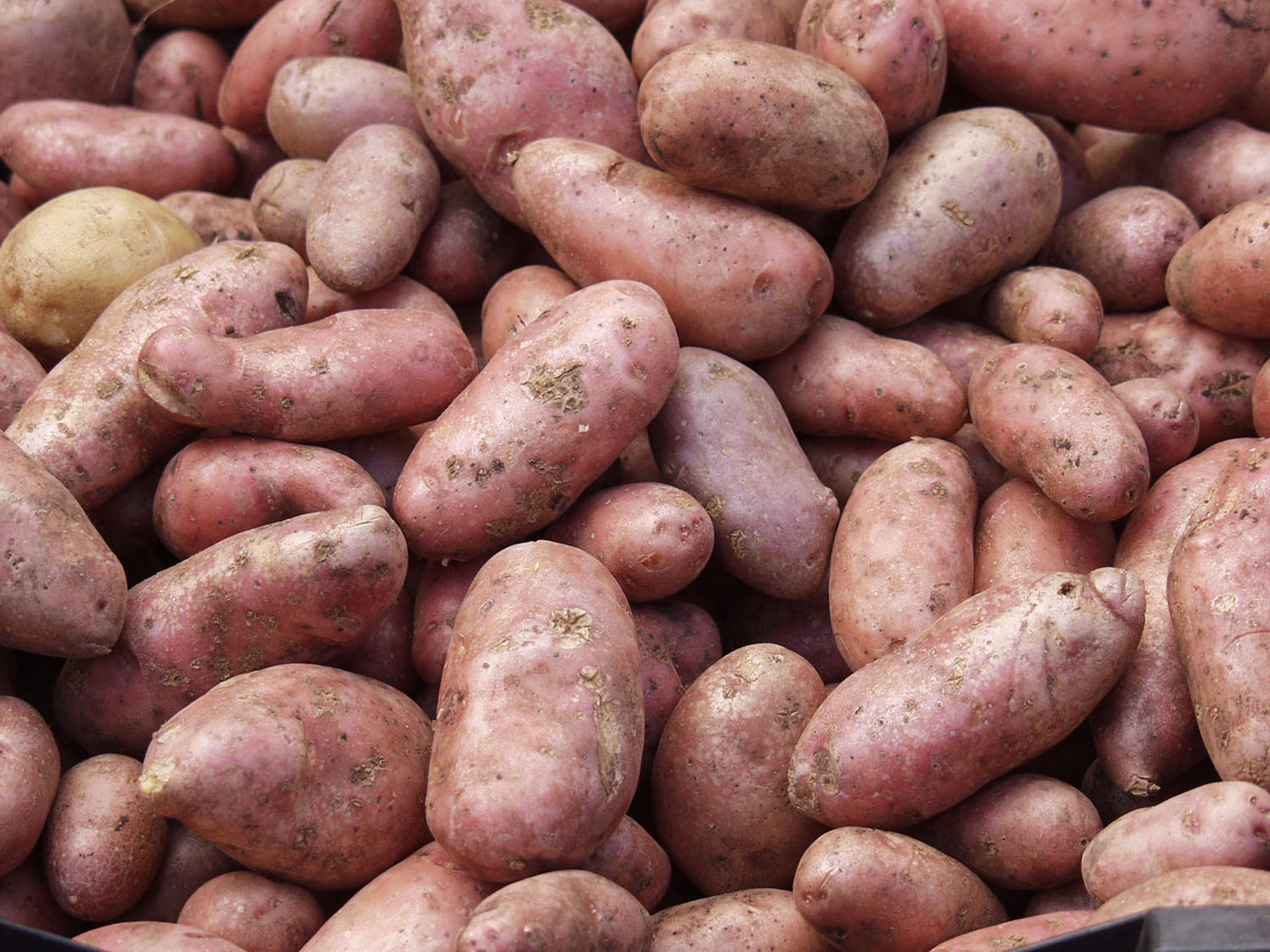 Norland Red Skinned Potato