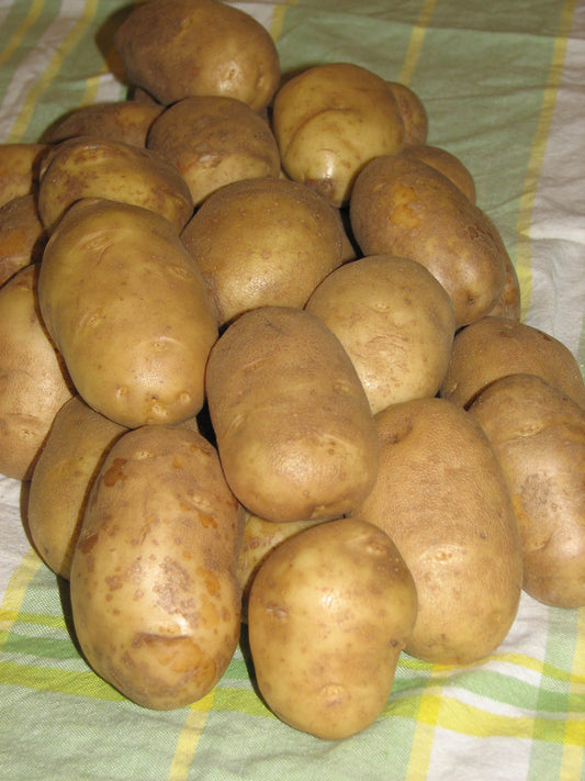 Burbank Russet Potato