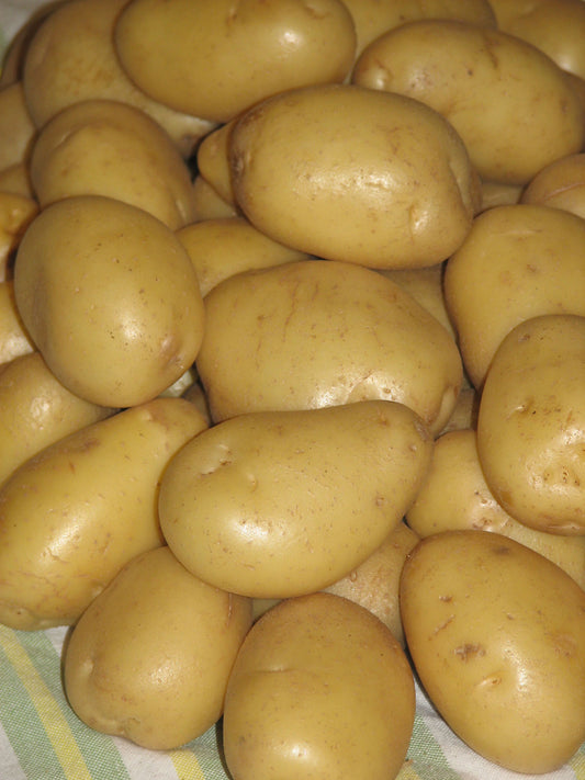 Yukon Gold Yellow Skinned Potato