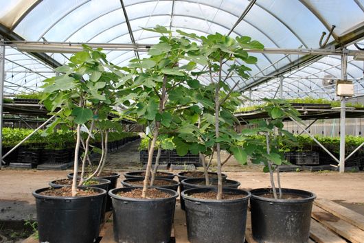 Fig Tree - Figuier