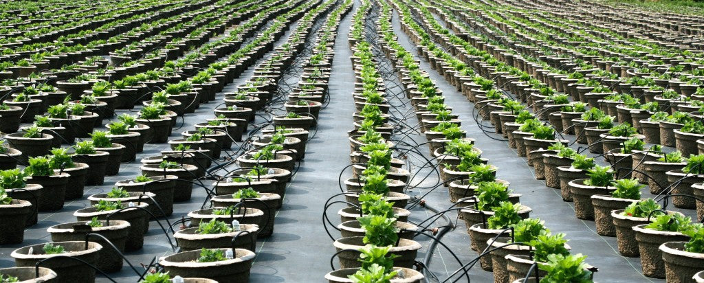 Toro Micro Distribution Tubing Hose 40 mil, 0.455'' x 0.375'' Outside x Inside Dimensions