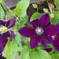 Julka Clematis Vine