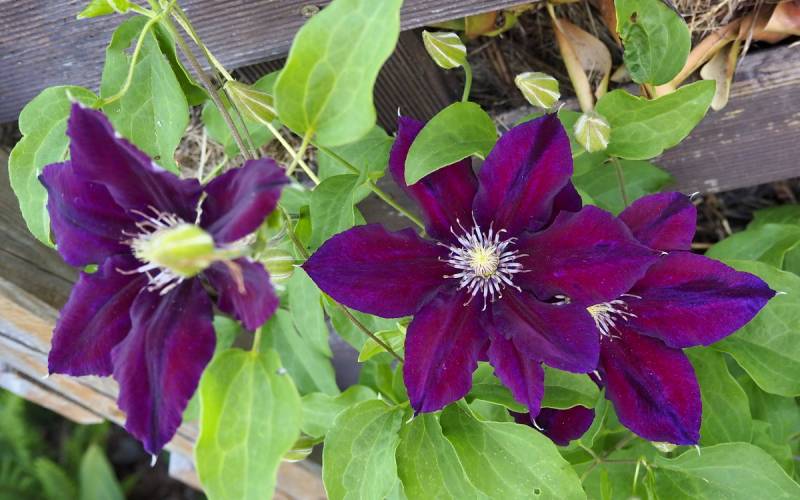 Julka Clematis Vine