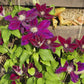 Julka Clematis Vine