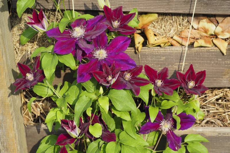 Julka Clematis Vine