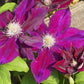 Julka Clematis Vine