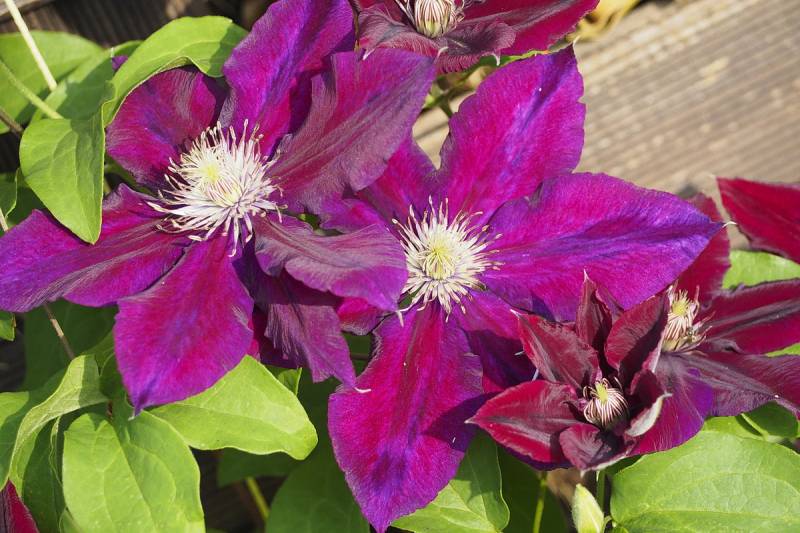 Julka Clematis Vine