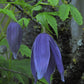 Macropetala Lagoon Clematis Vine