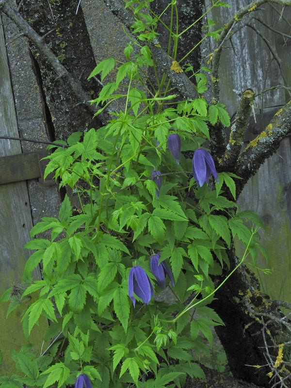 Macropetala Lagoon Clematis Vine