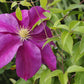 Sunset Clematis Vine