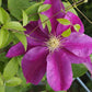 Sunset Clematis Vine