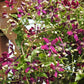 Sweet Summer Love Clematis