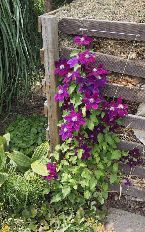 Julka Clematis Vine