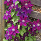 Julka Clematis Vine