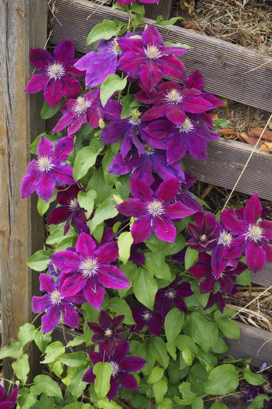 Julka Clematis Vine
