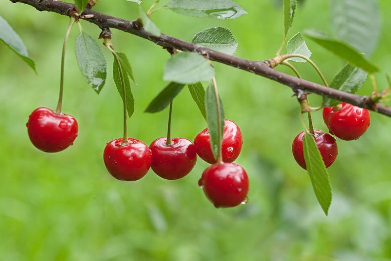 Cherry Tree - Cerisier