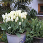 White Emperor Purissima Tulip Bulbs