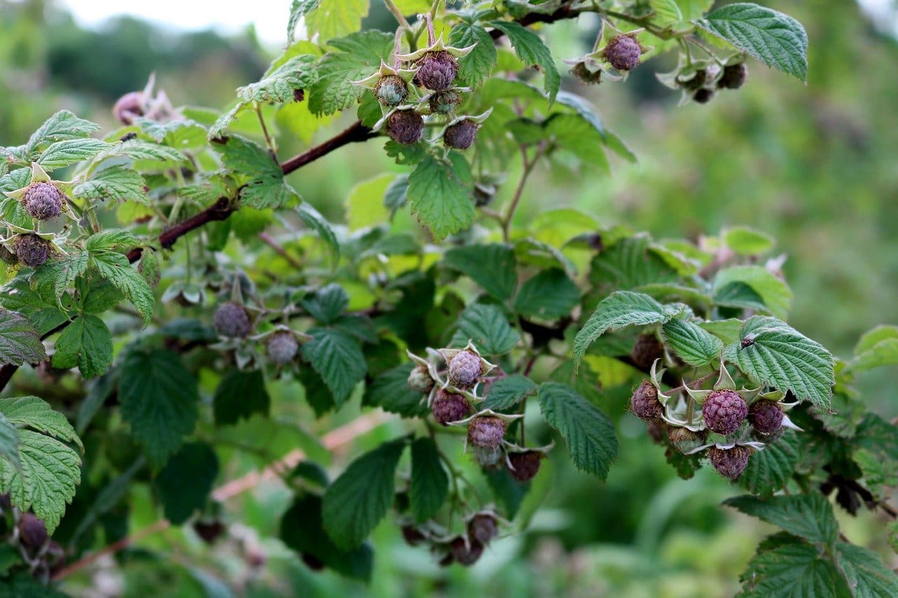 Rubus ‘Purple’ Summer Bearing Raspberry