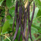 Purple Peacock Pole Bean Seeds online shopping