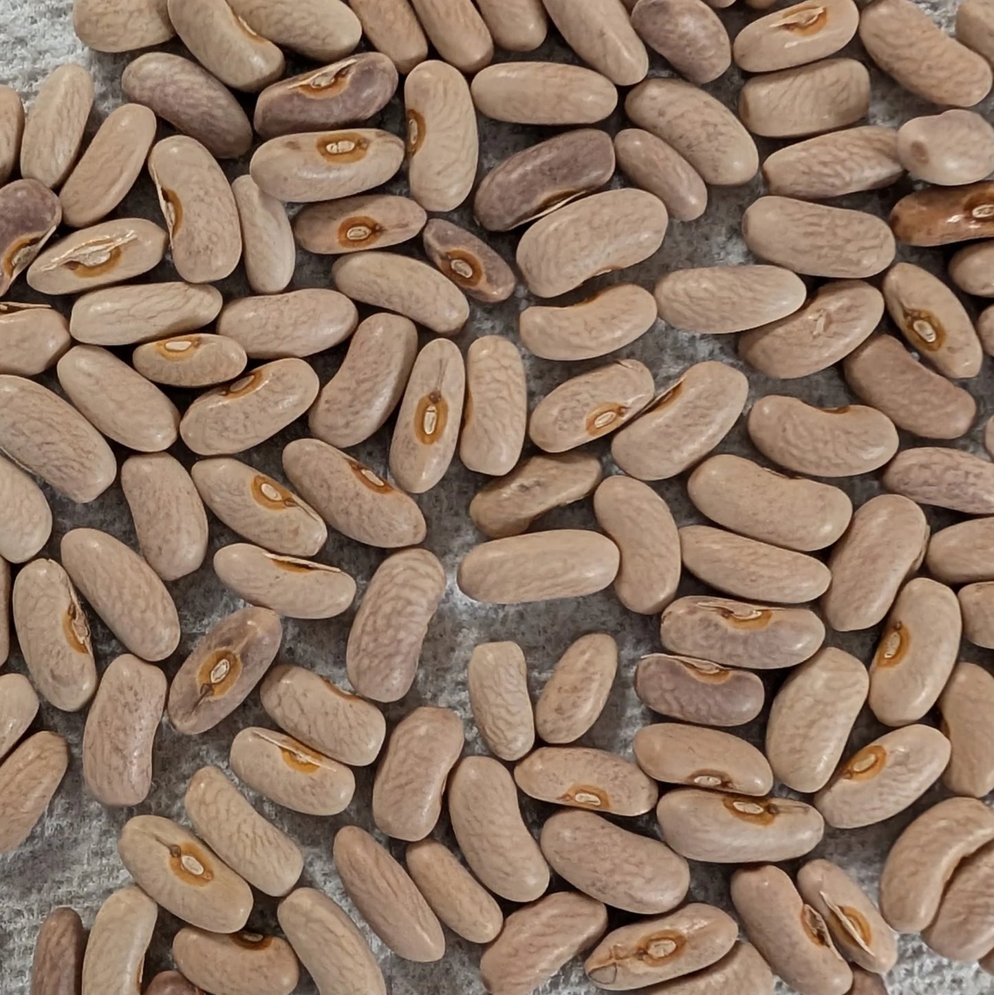 Purple Queen Bush Bean Seeds online shopping
