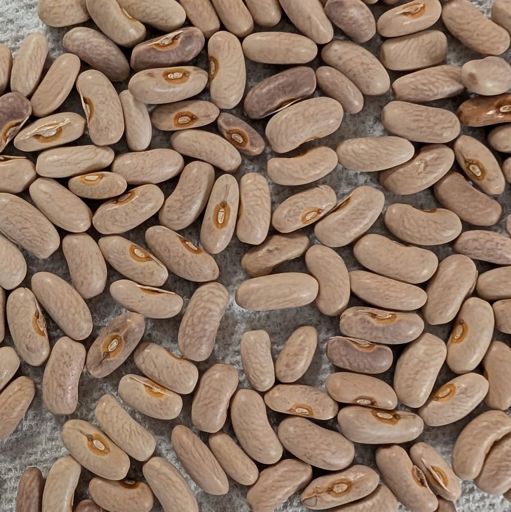 Purple Queen Bush Bean Seeds online shopping