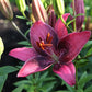 Purple Dream Asiatic Lily