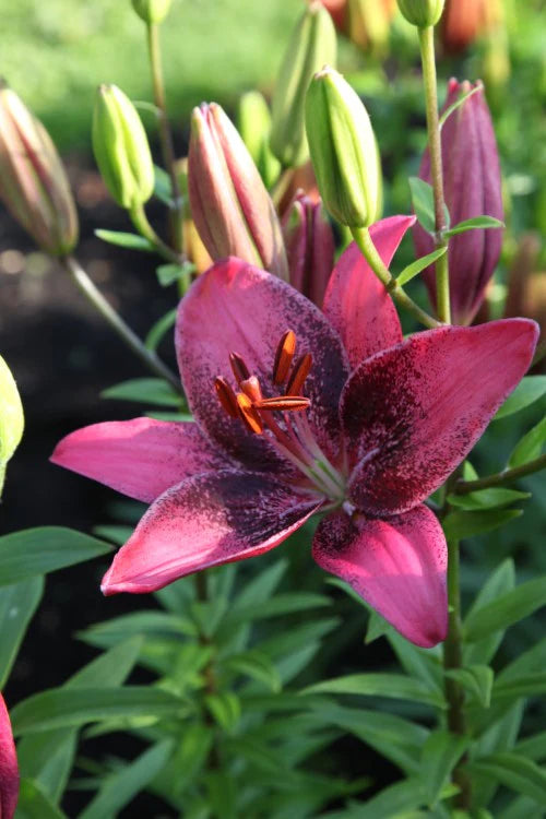 Purple Dream Asiatic Lily