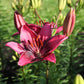 Purple Dream Asiatic Lily