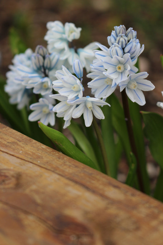 Puschkinia Libanotica Bulbs