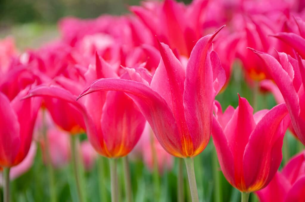 Queen Rania Tulip Bulbs