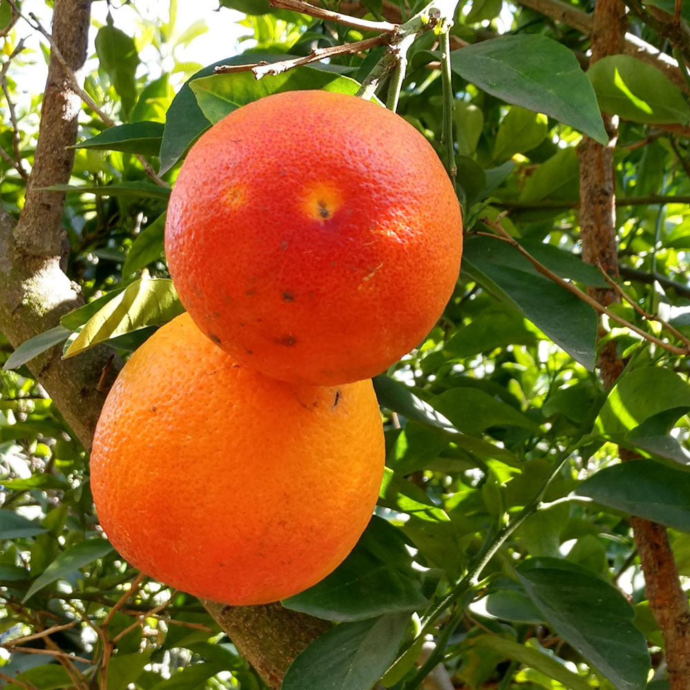 Citrus Trees - Arbres d'Agrumes