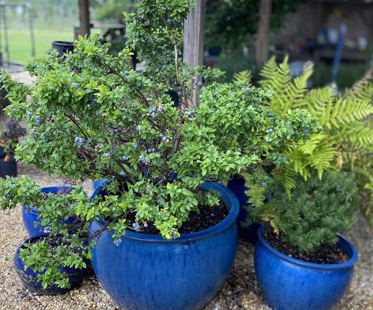 Top Hat Blueberry Plant