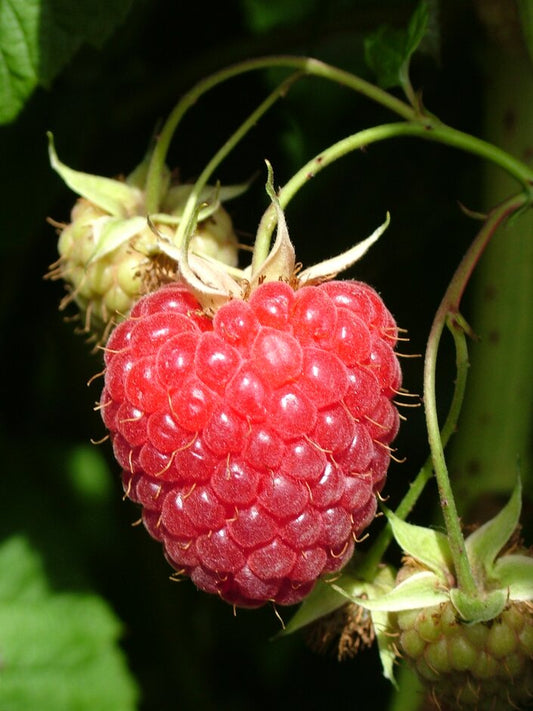 Himbo Top® Raspberry Plant Plants online shopping