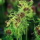Hair Allium Bulbs