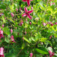 Texensis Etoile Rose Clematis Vine