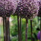 Summer Drummer Allium Bulbs