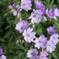 Geranium Tuberosum