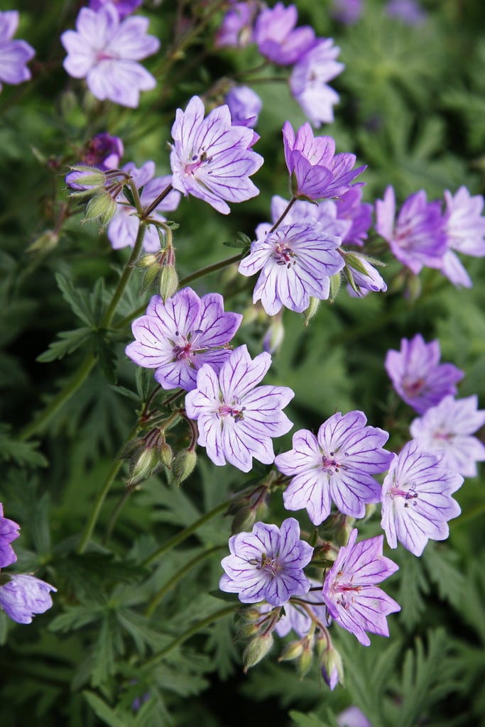 Geranium Tuberosum