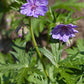 Geranium Tuberosum