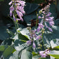 Blue Cadet Hosta Plant
