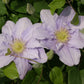 Epivo023 Cezanne Boulevard Clematis